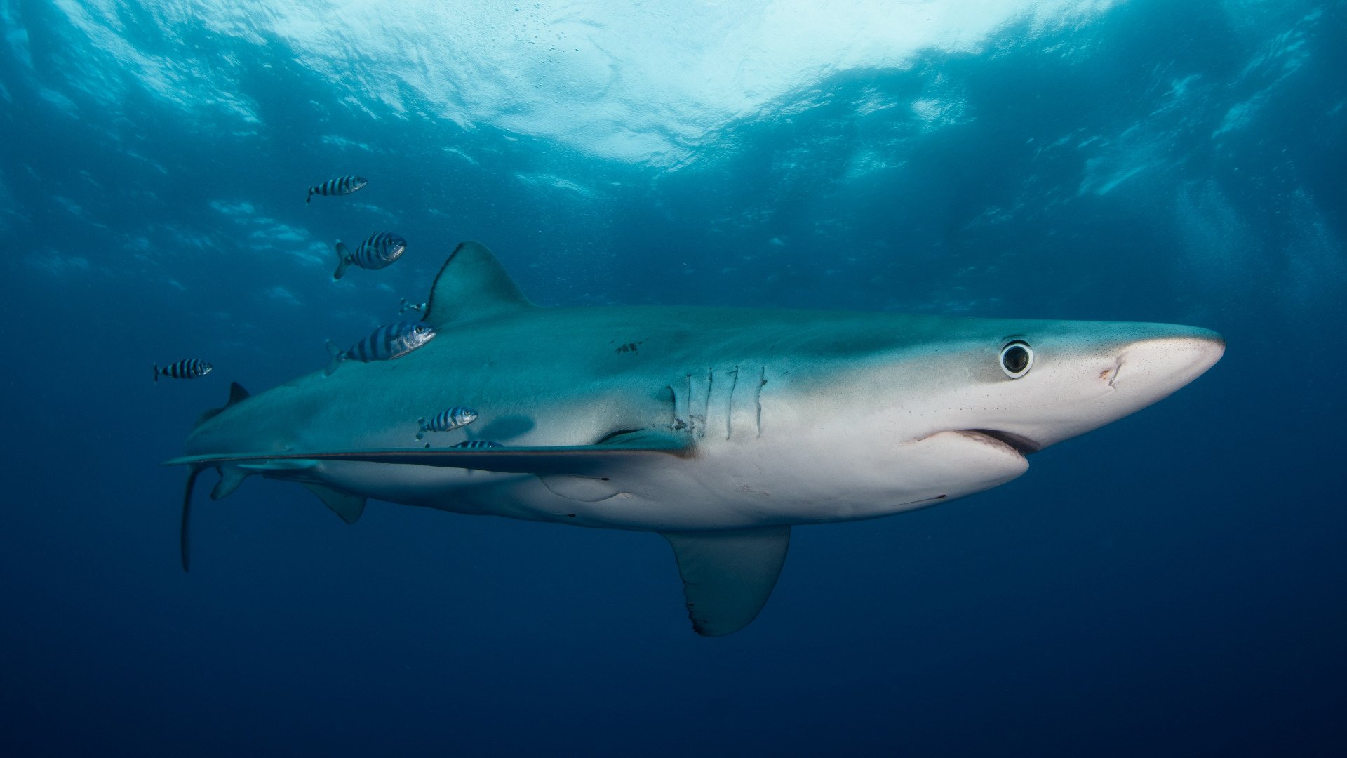 милые фото акул