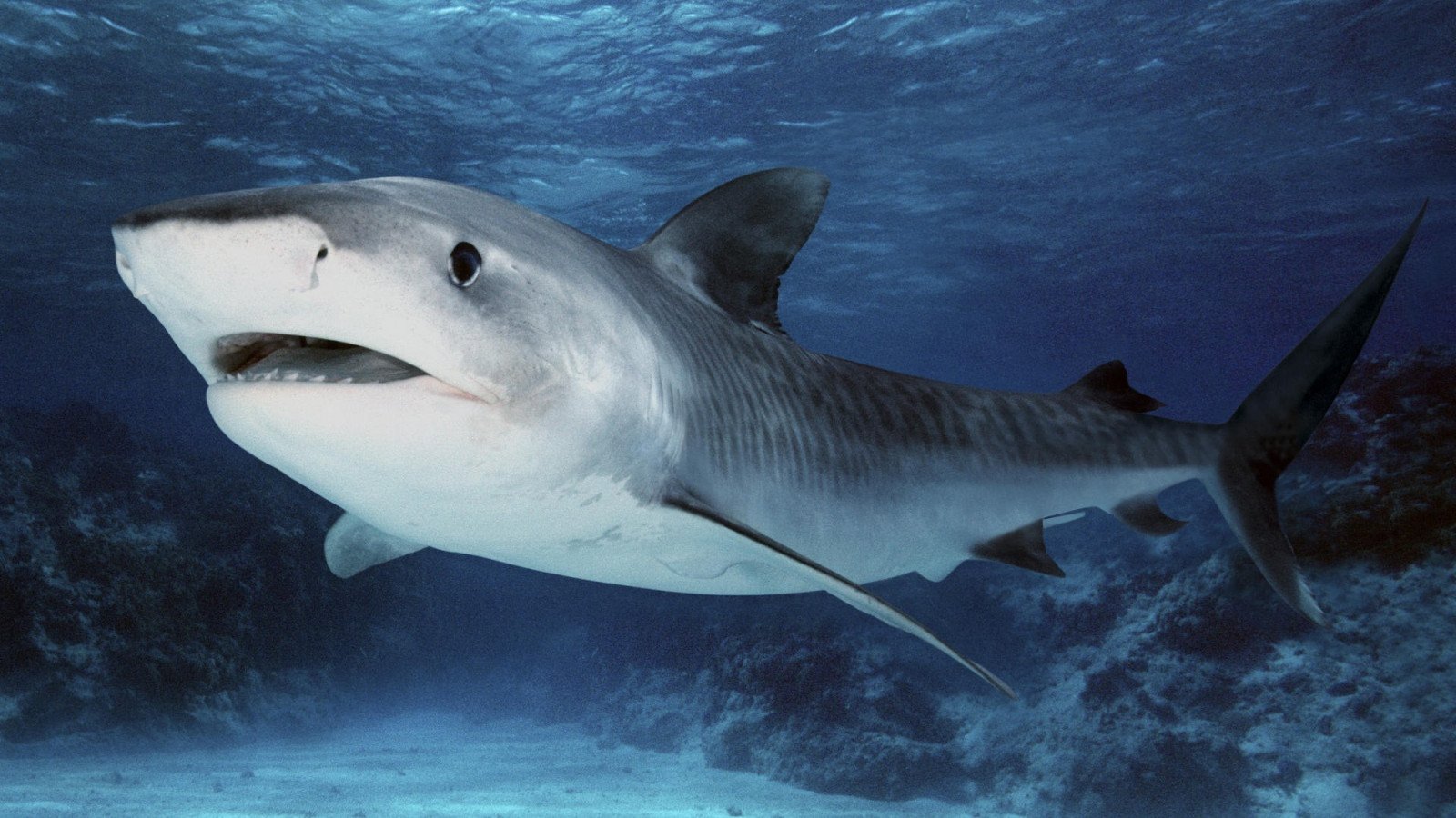 белая акула фото