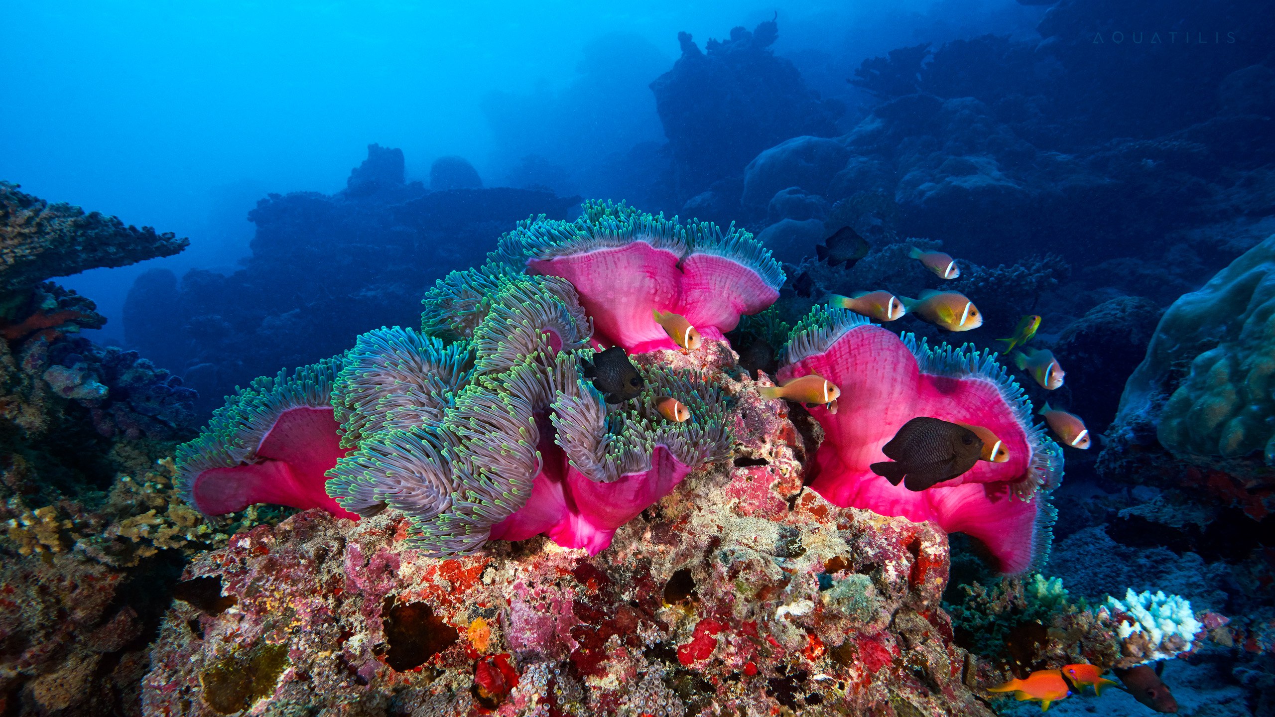 подводный мир океанов и морей