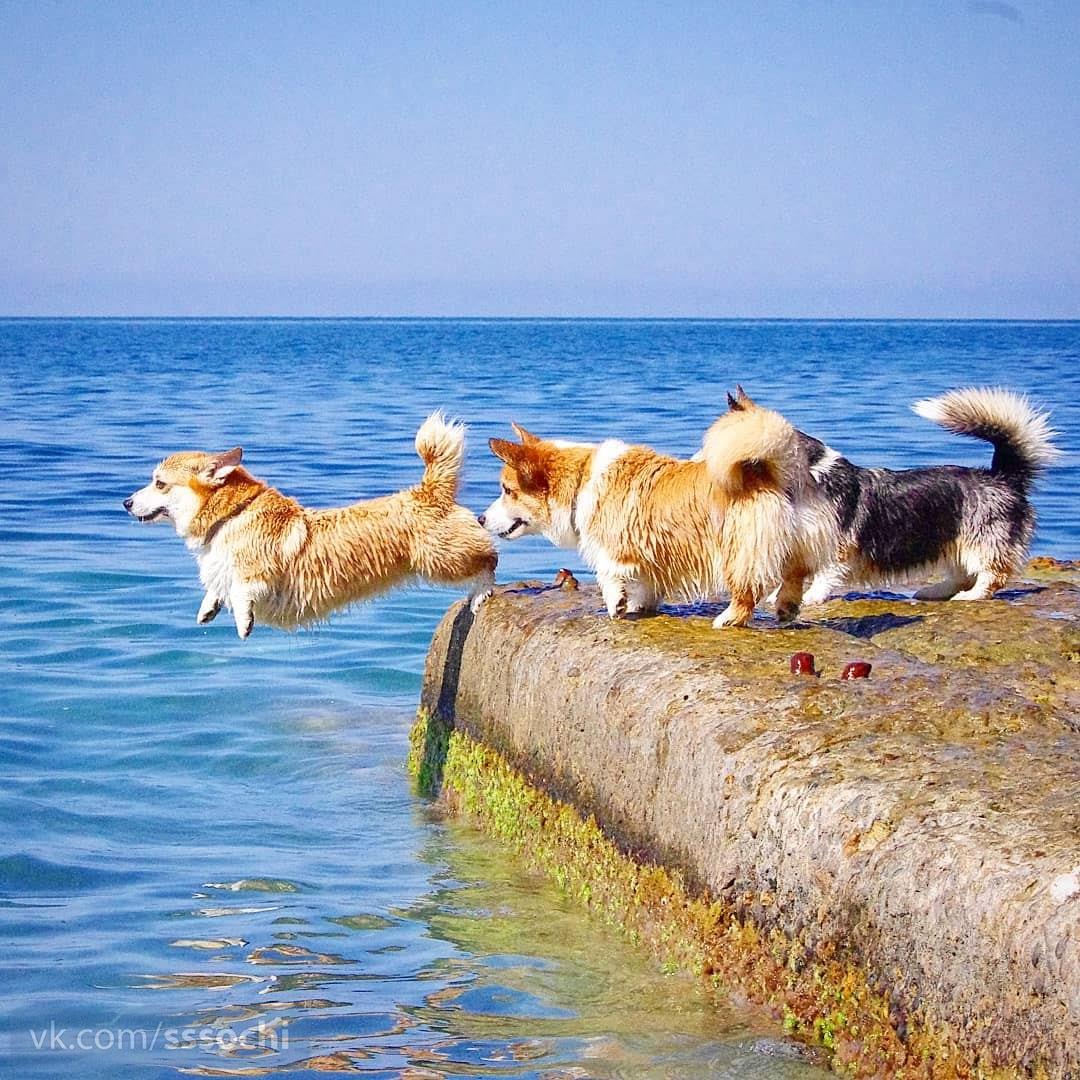 Собака на берегу моря