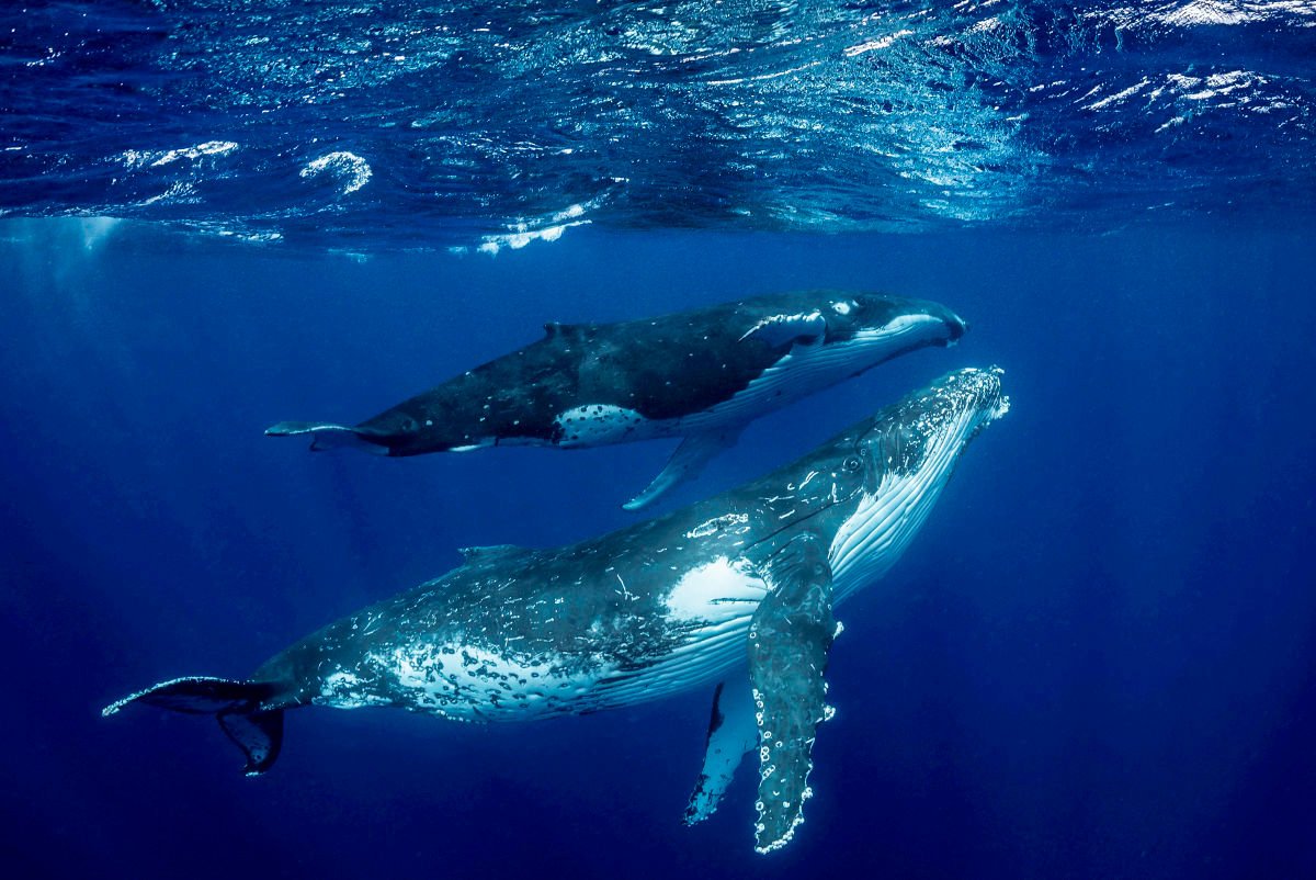 Фото синего кита в хорошем качестве