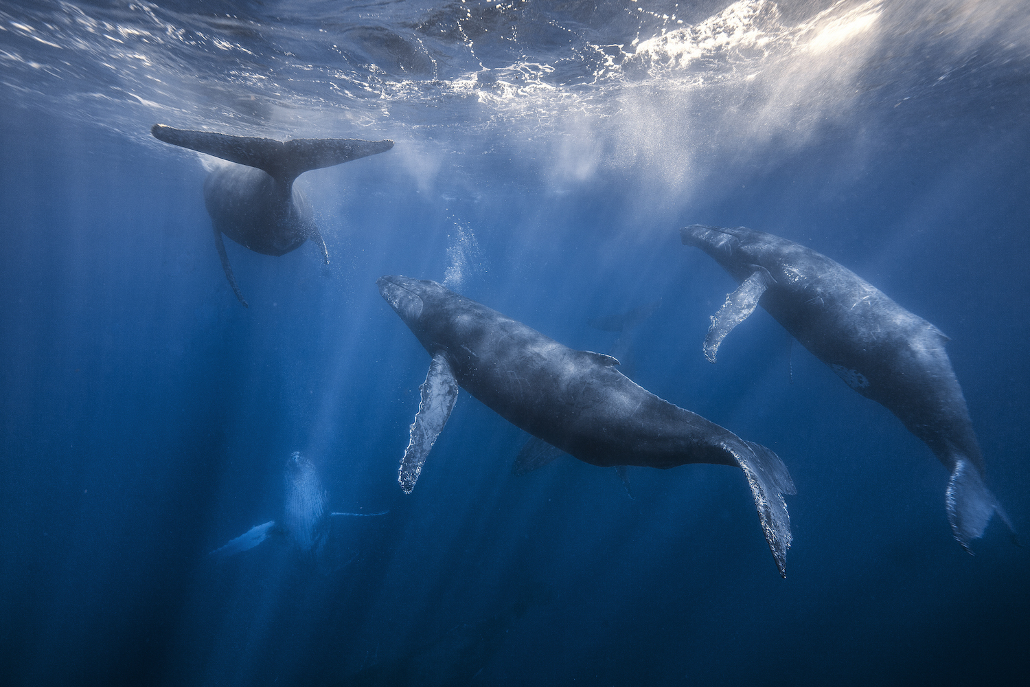 Горбач синий кит Кашалот