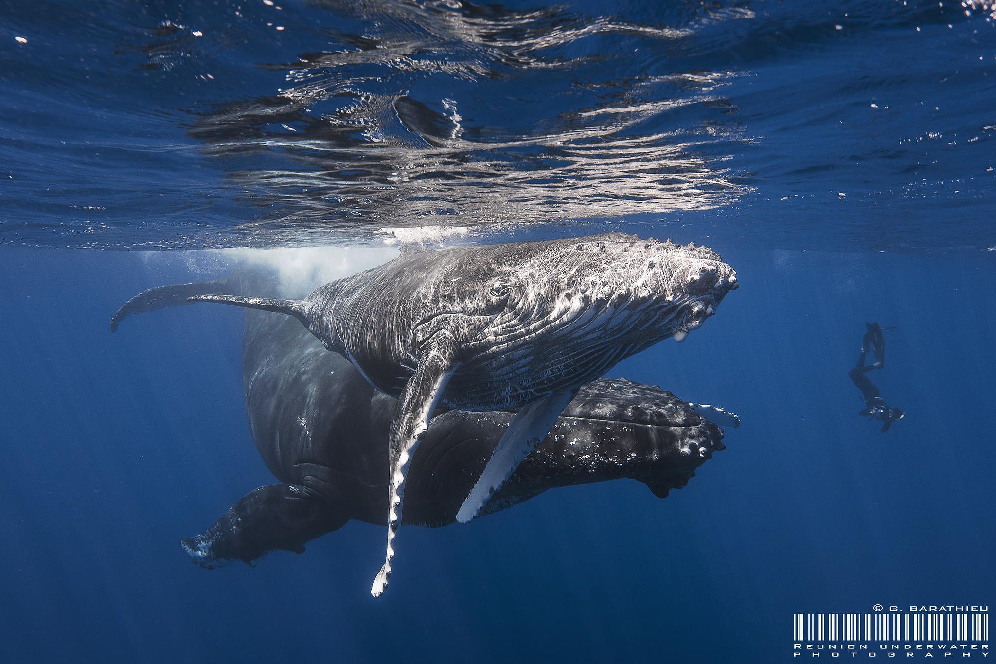 Мощность кита под водой. Кит Горбач. Горбач горбатый кит. Кит Горбач фото. Киты в океане.