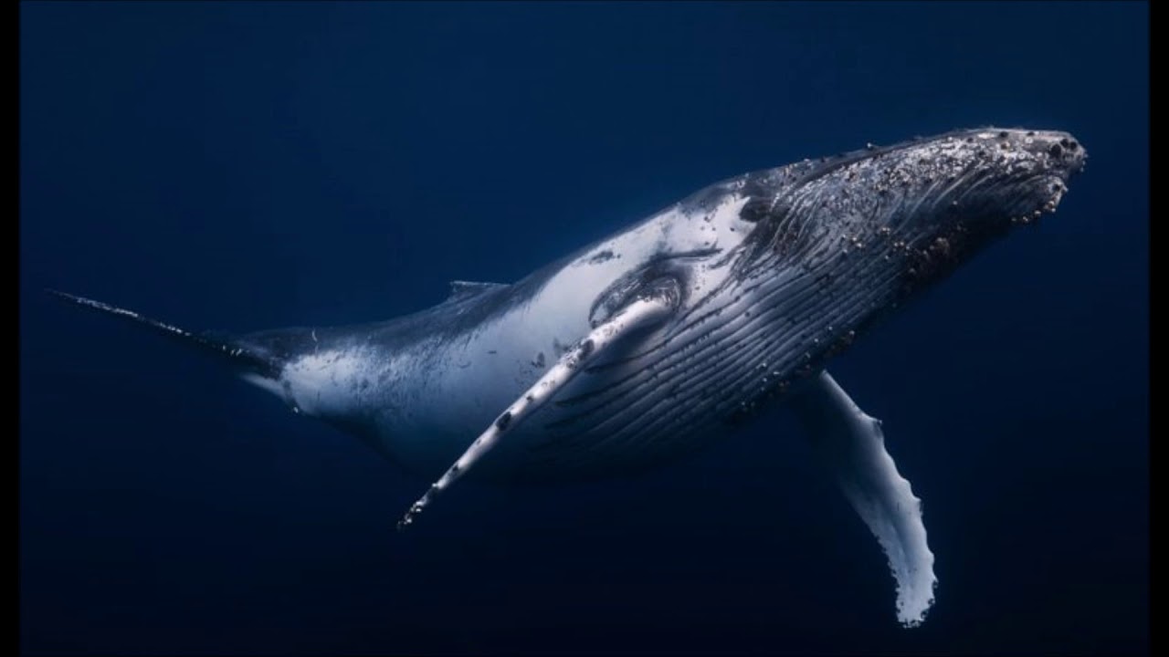 Фото китов в хорошем качестве
