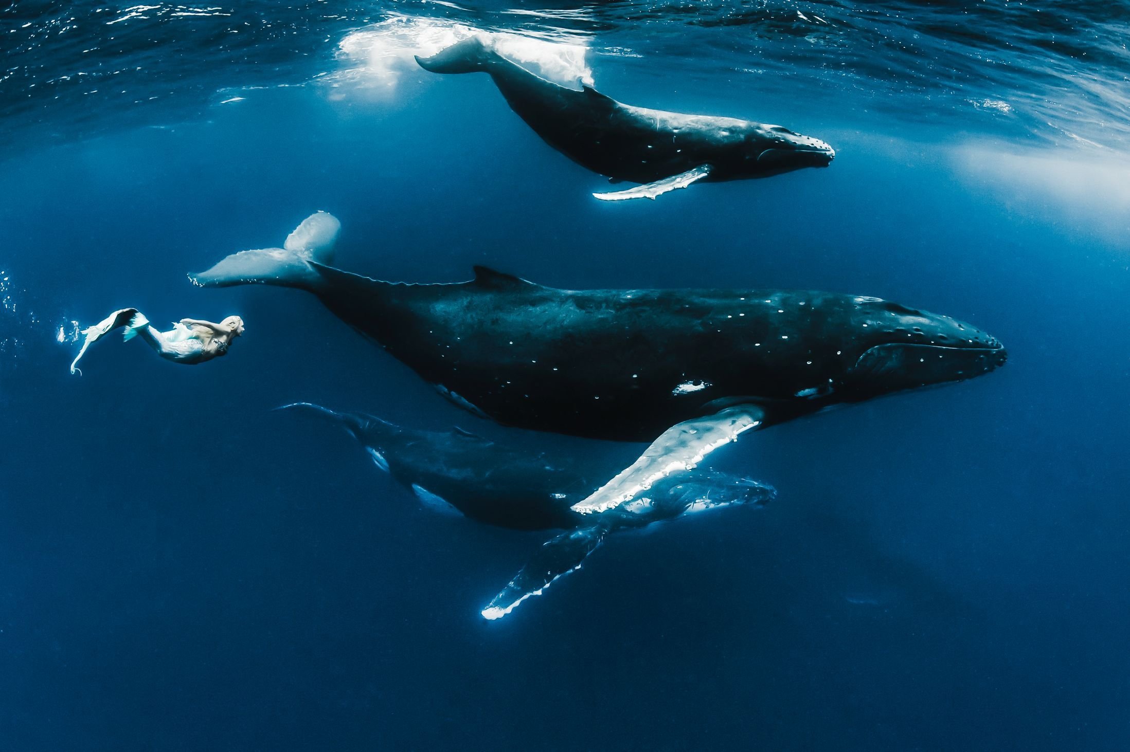 Фото голубого кита в океане