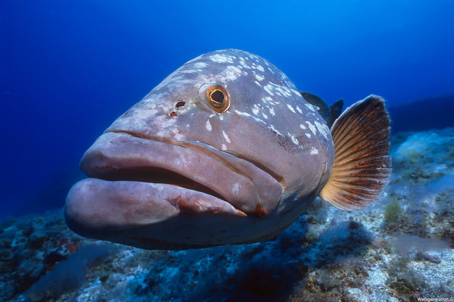Виды редких рыб с фото и названиями