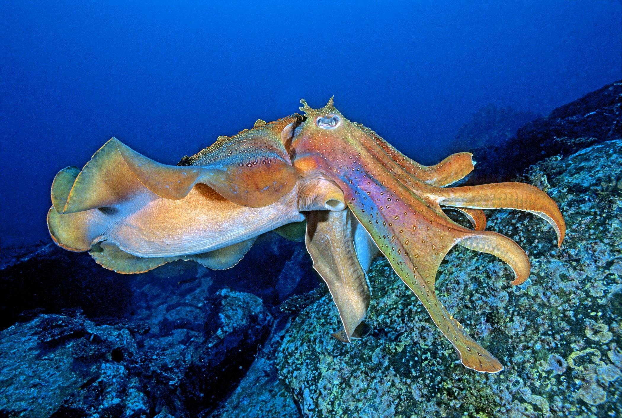 Головоногие моллюски кальмар