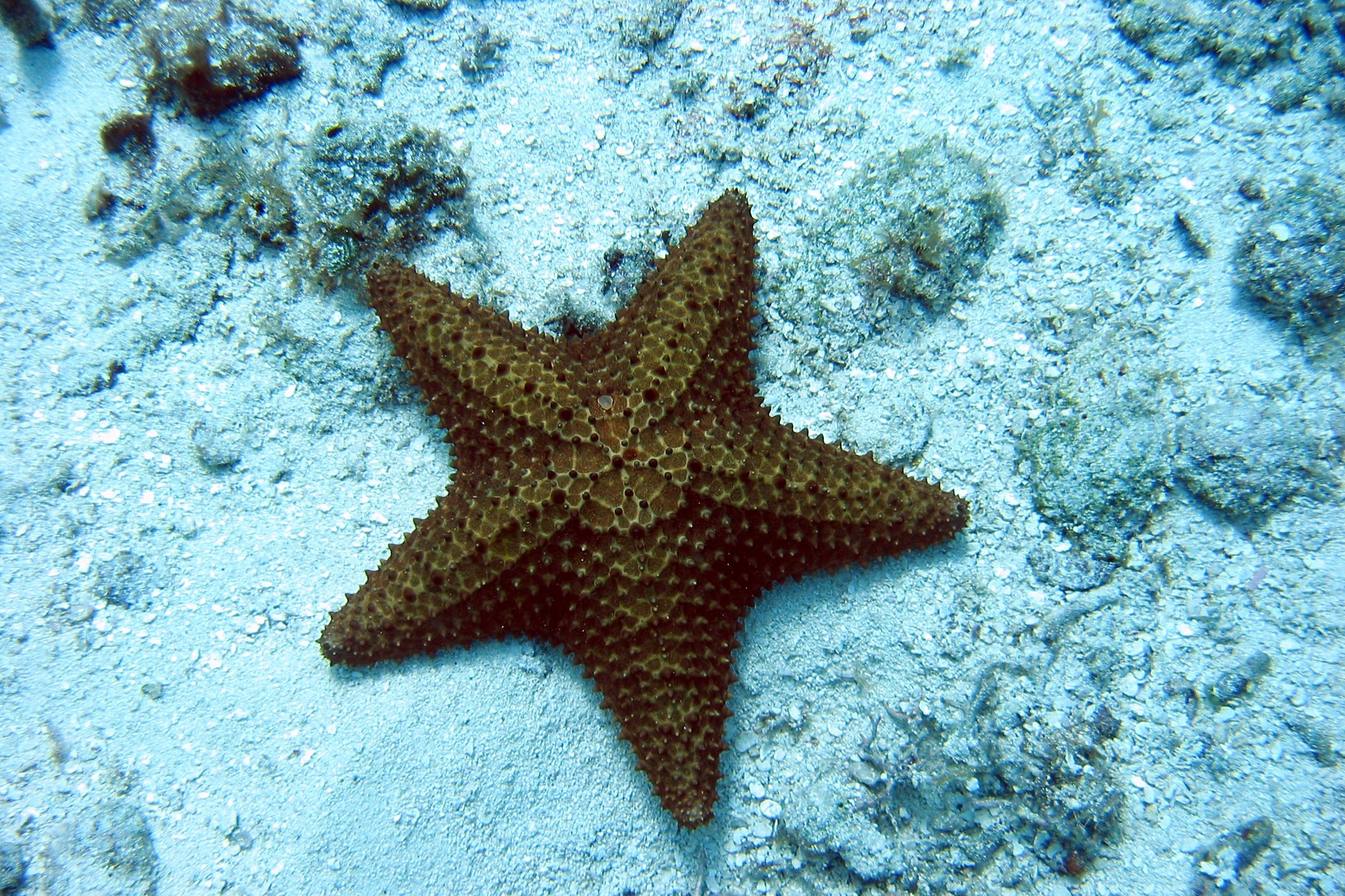 Морские звезды в каких морях. Солястер морская звезда. Поворотная симметрия морская звезда. Морская звезда в море. Симметрияморскпя звезда.