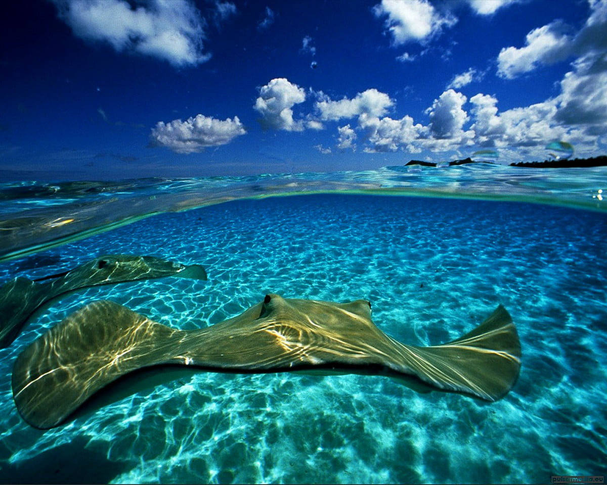 Красота моря 2 класс окружающий. Скаты Каймановы острова. Дэвид Дубиле. Каймановы острова природа. Подводный мир океана.