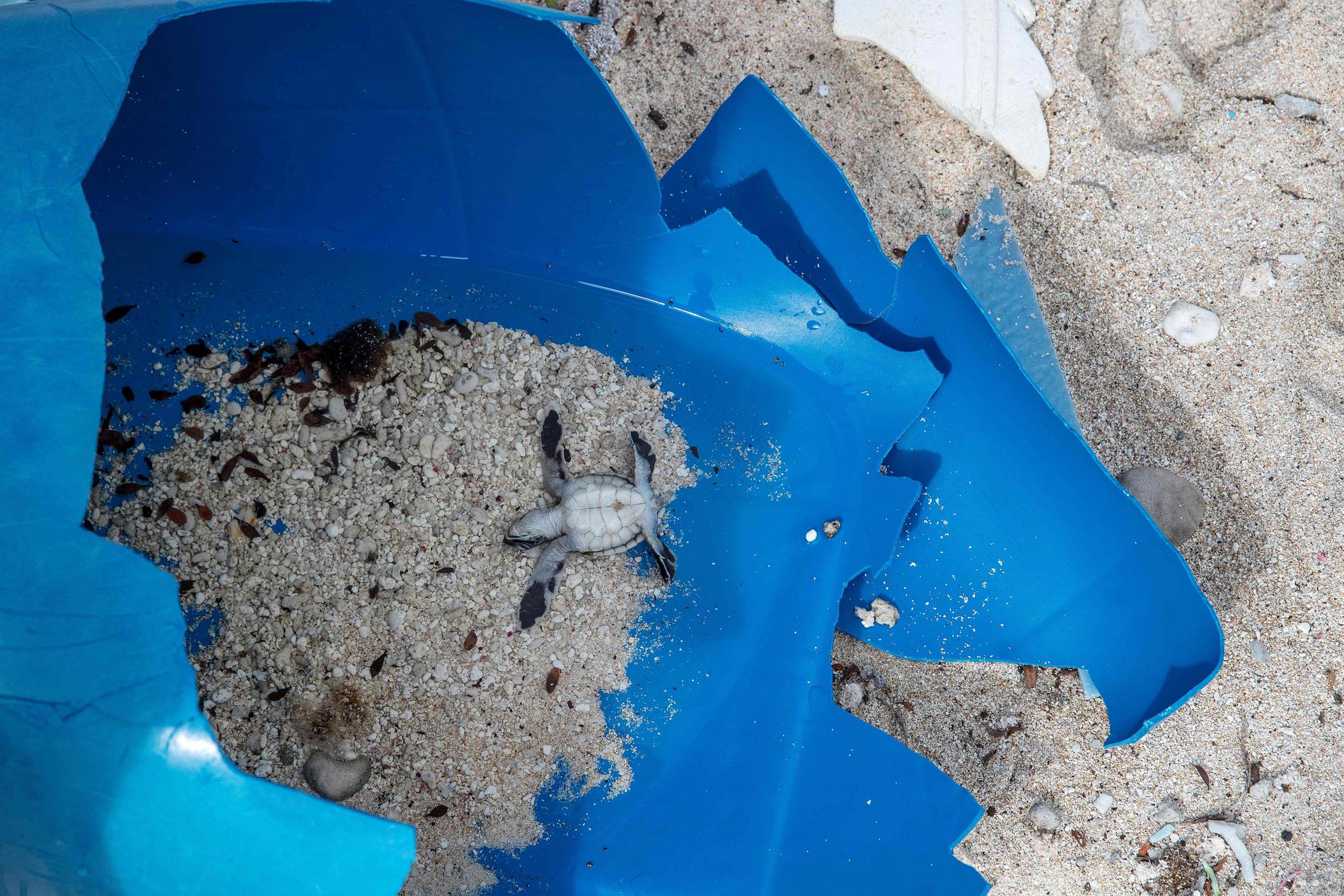 Большое Тихоокеанское мусорное пятно со спутника