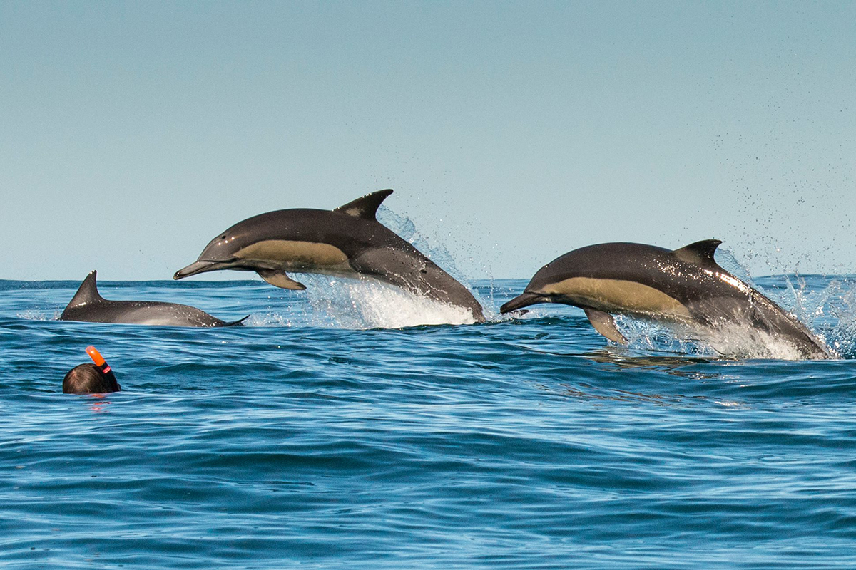 Дельфин в Черном море (77 фото) .