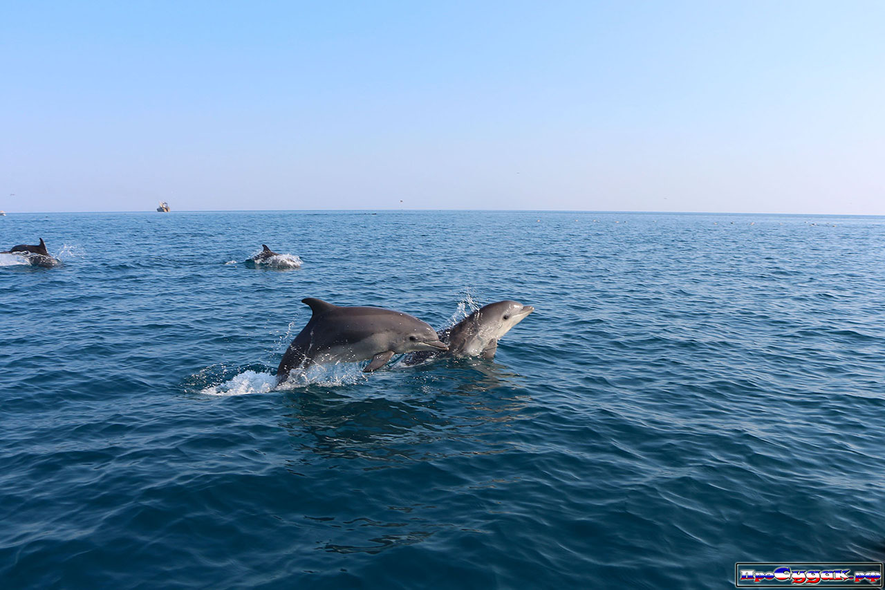 Черное море Анапа дельфины