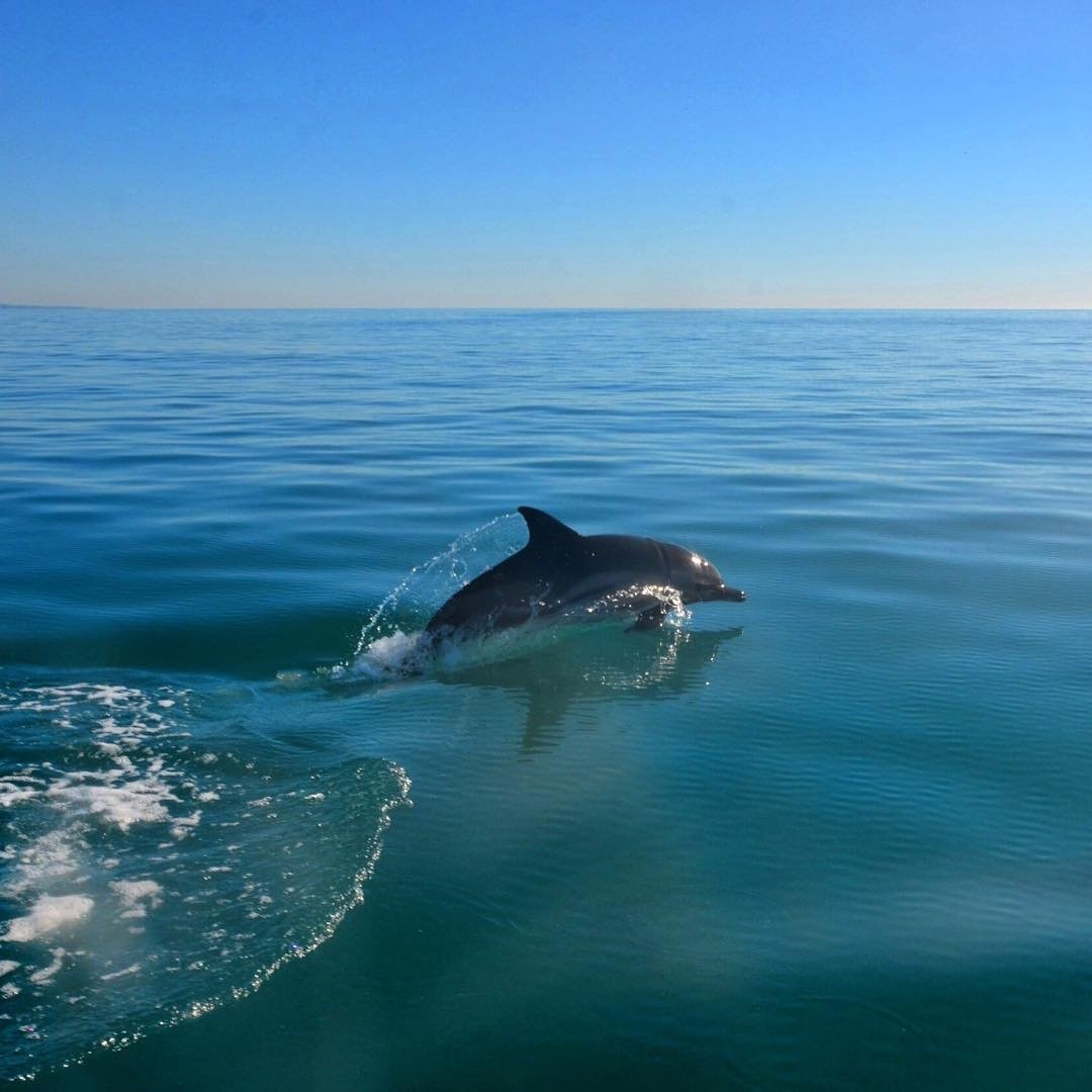 Дельфины на черном море