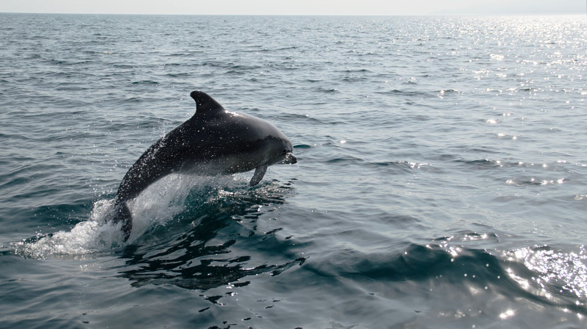 Дельфины Афалина Крым