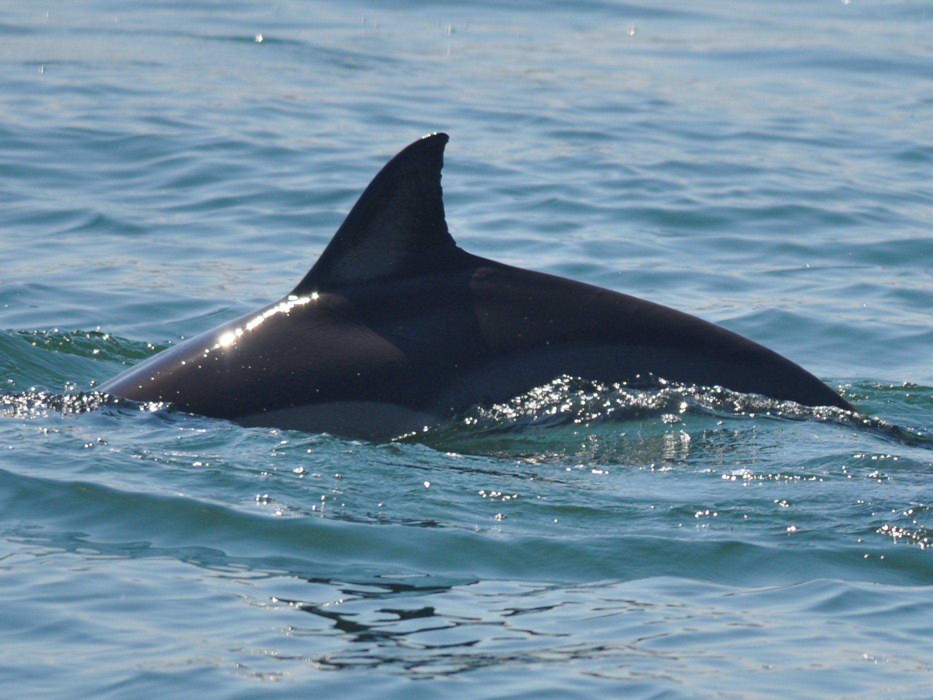 Черноморский Дельфин