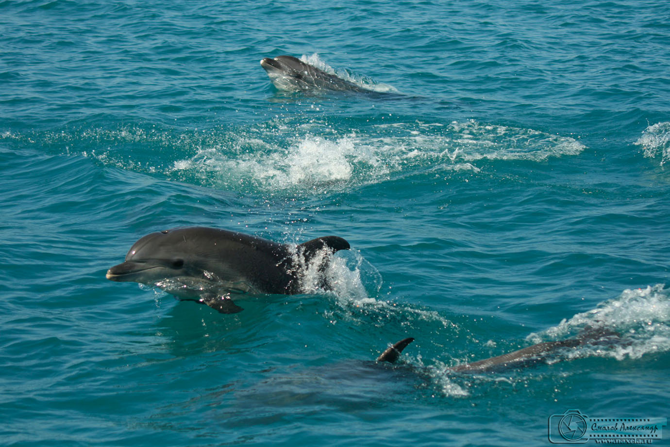 Фото дельфинов в море в сочи