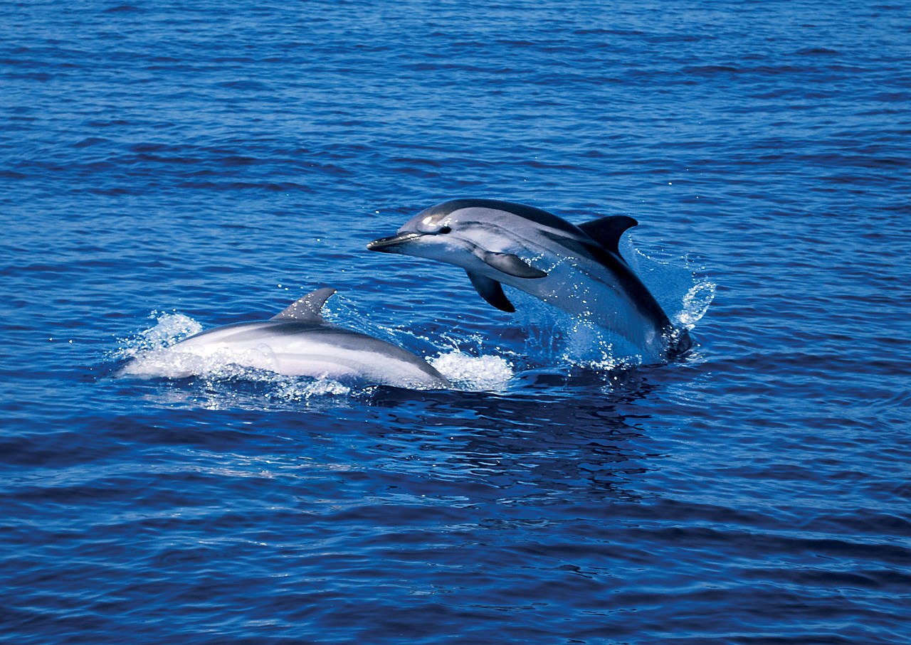 Фото дельфинов в море в сочи