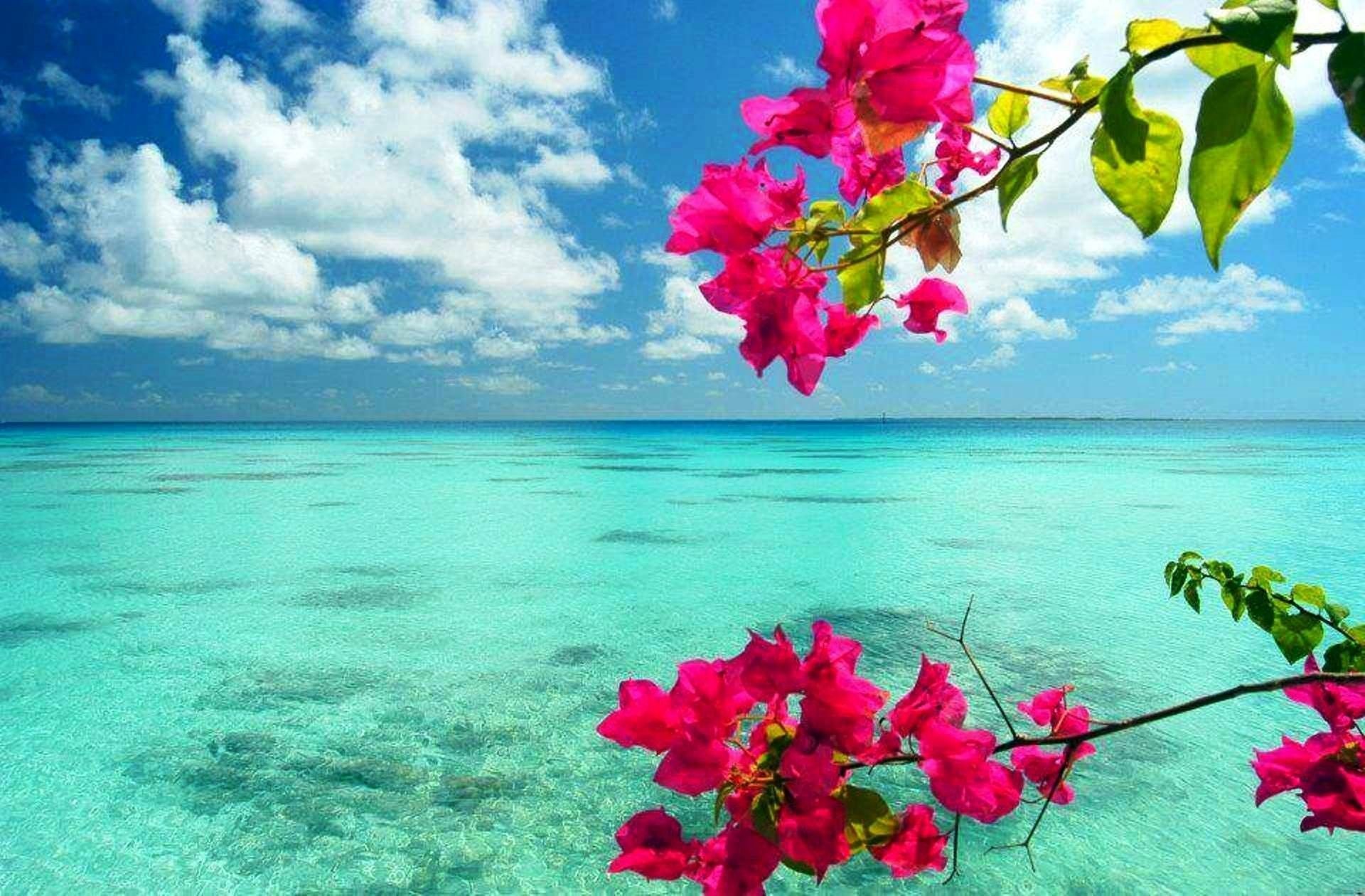 Море красивых цветов
