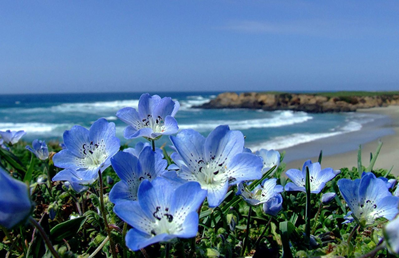 Берег моря и цветы