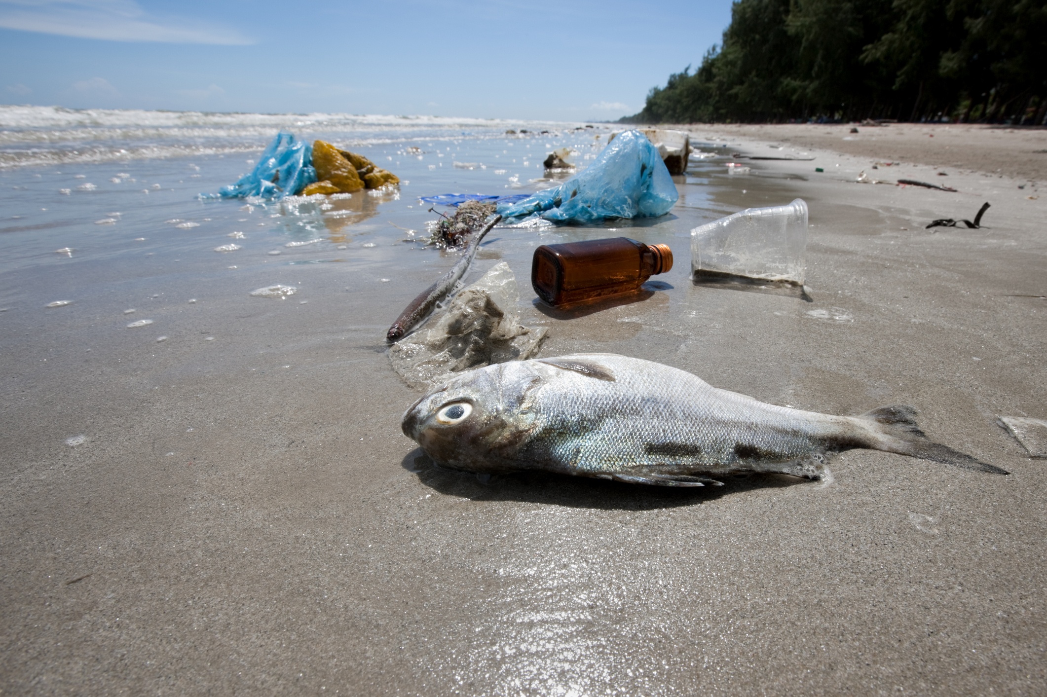 Рыбки гибнут. Загрязнение океана. Загрязнение морей. Гибель морских животных от загрязнения.