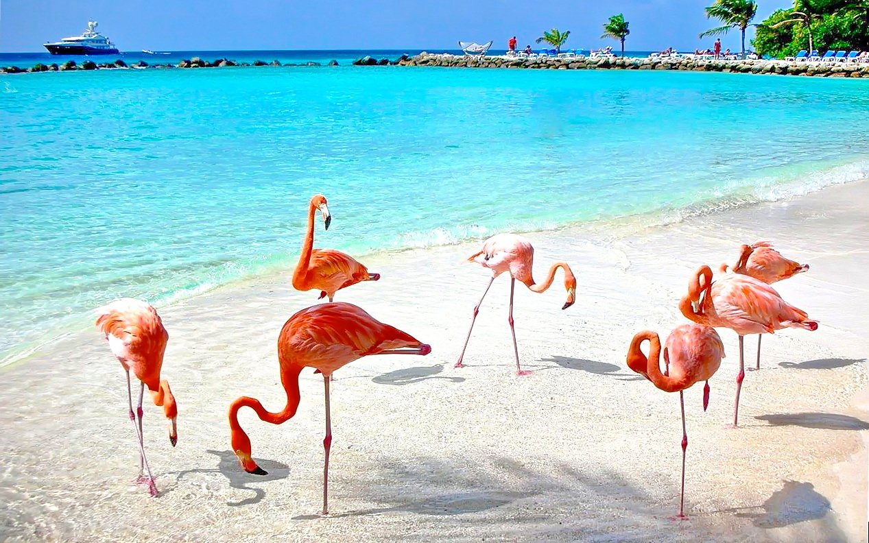 Кайо Коко Куба Фламинго