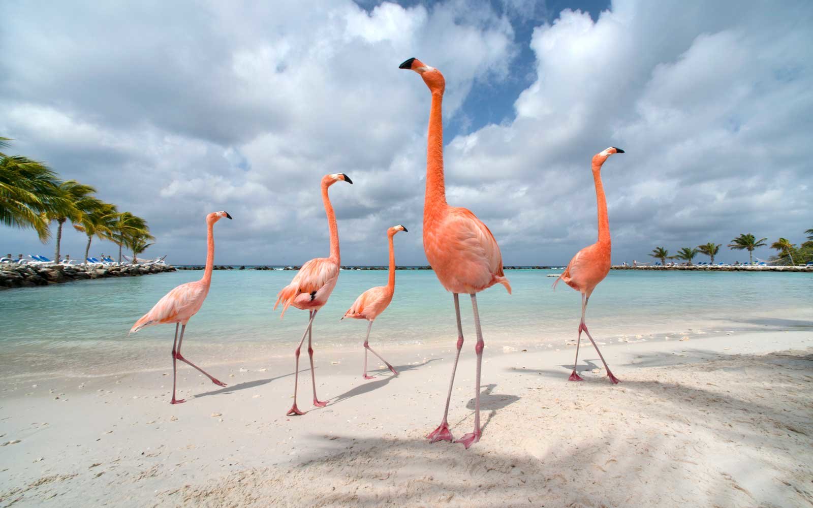 Аруба остров Фламинго