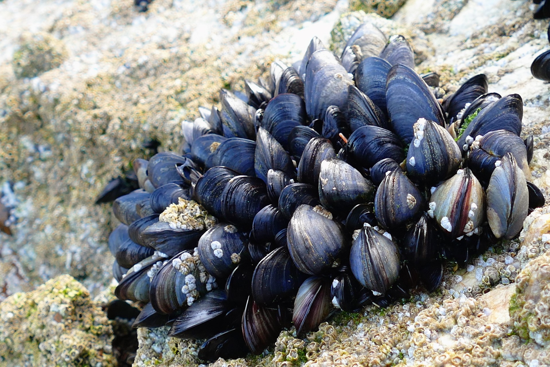 моллюски черного моря фото и названия