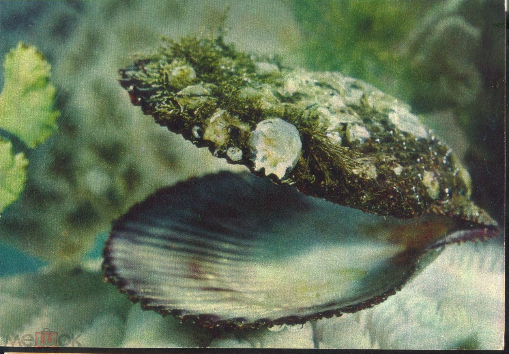 Двустворчатые моллюски обитатели воды