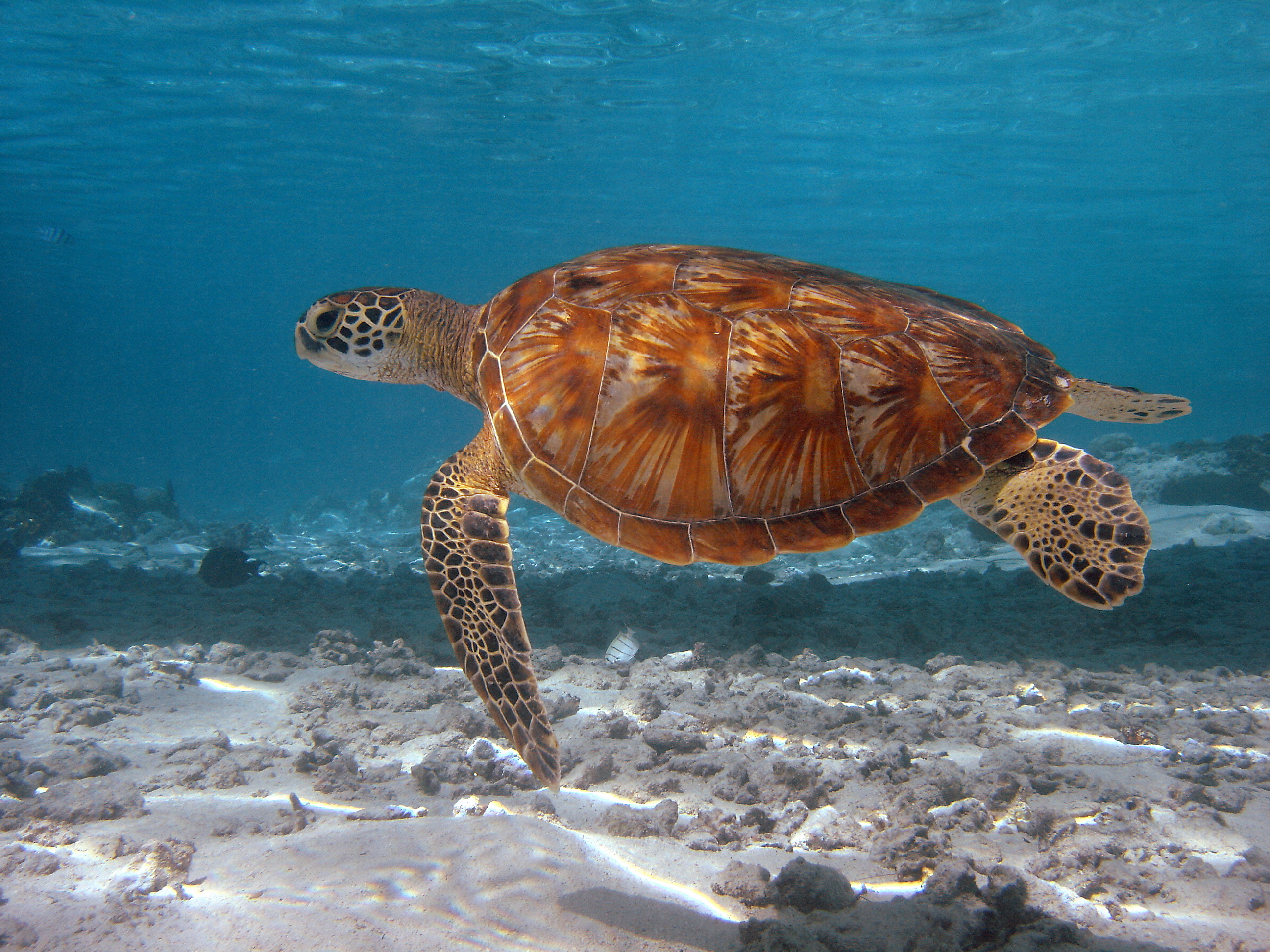 Какие черепахи относятся к морским. Зеленая (суповая морская черепаха). Морская черепаха бисса. Морская черепаха и Черепашата. Черепаха бисса (Каретта).