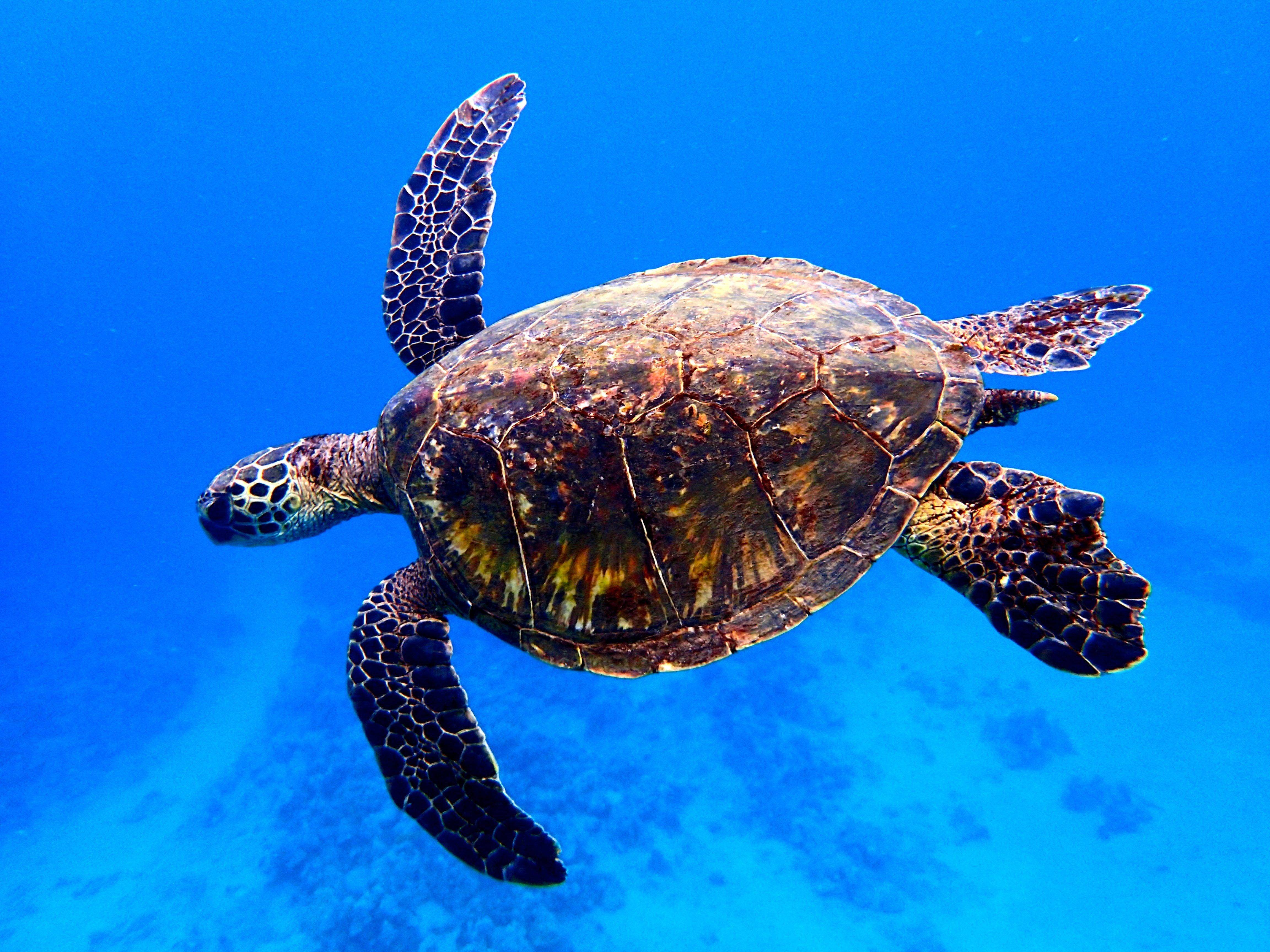 Turtle отзывы. Черепаха Каретта-Каретта. Морская черепаха бисса. Бисса Каретта. Морская черепаха бисса настоящая Каретта.