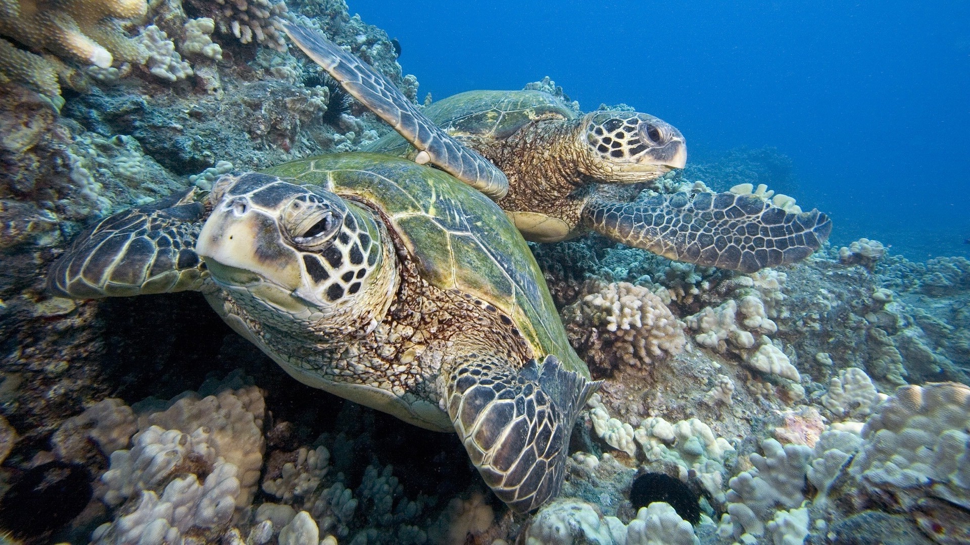 Морская черепаха и Черепашата