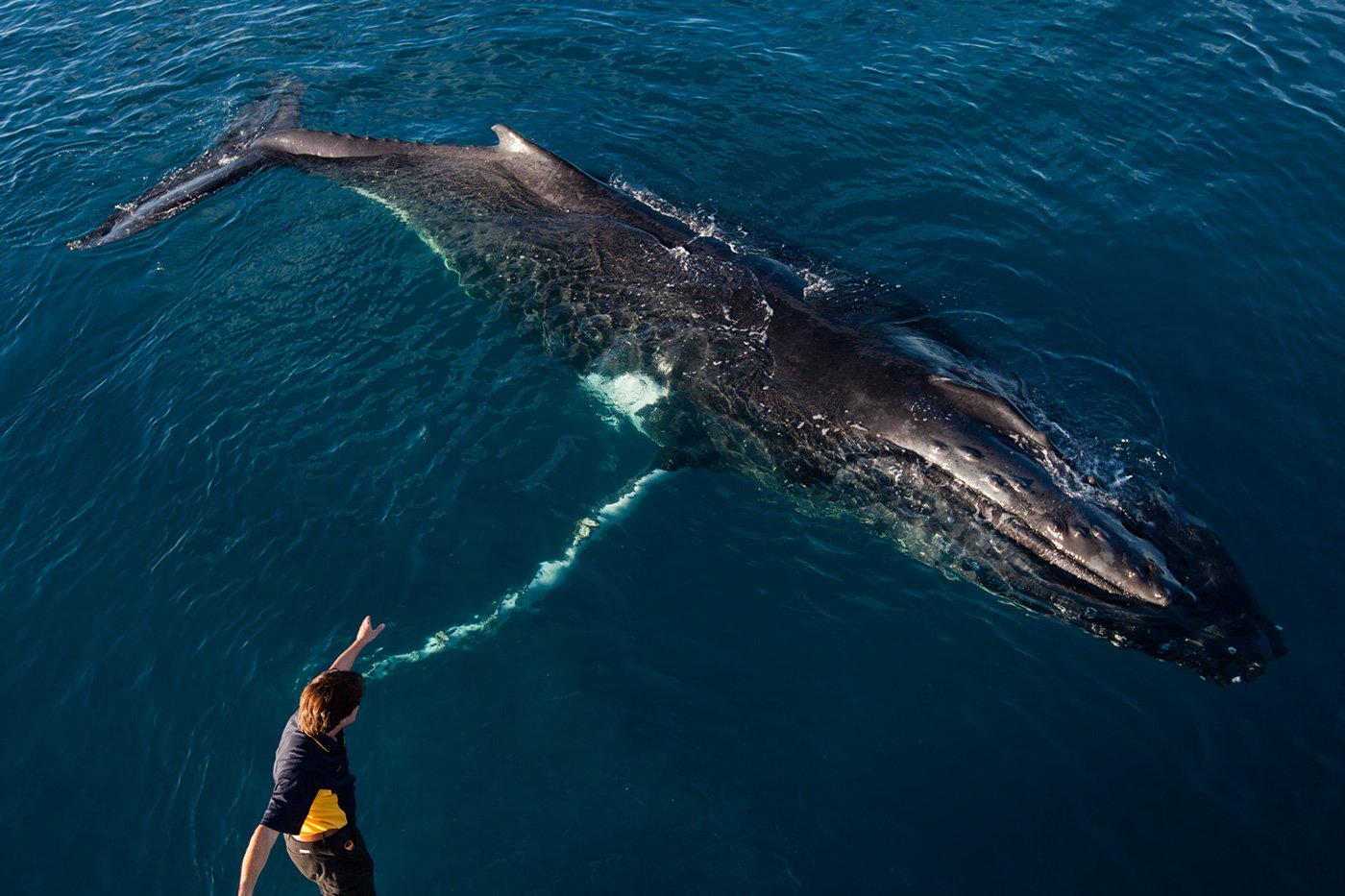 самый большой кит в море