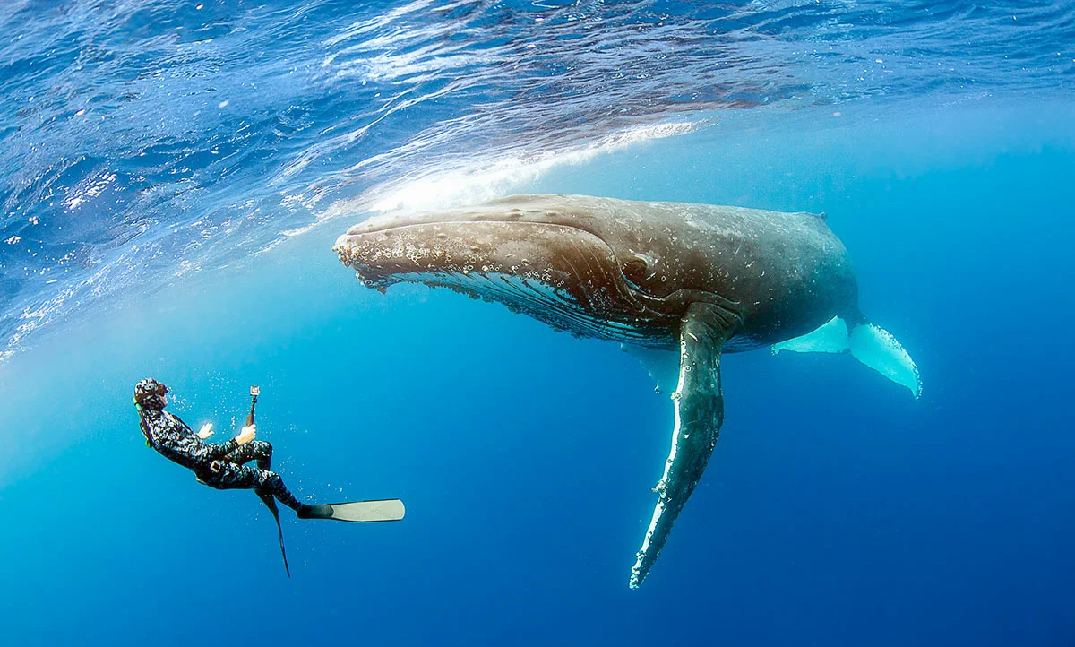 Кит самое большое млекопитающее. Кит Горбач. Горбач синий кит Кашалот. Китообразные горбатый кит. Синий горбатый кит.