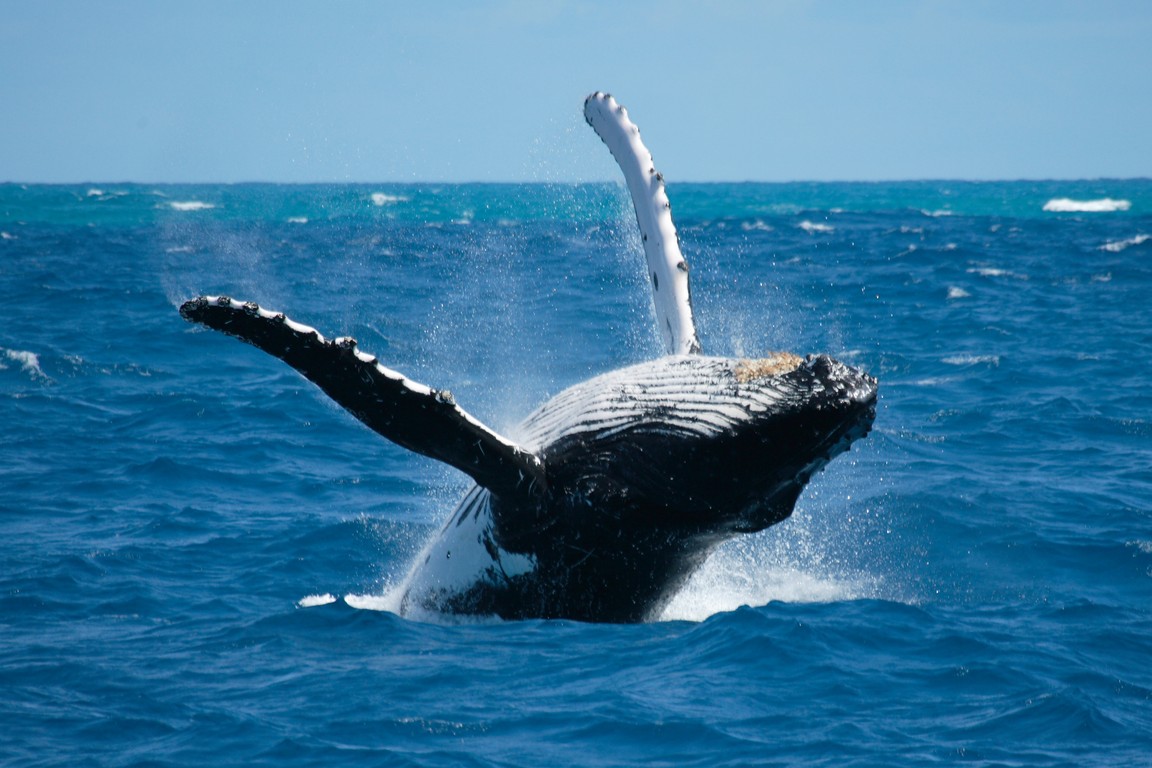 Горбатый кит Атлантического океана