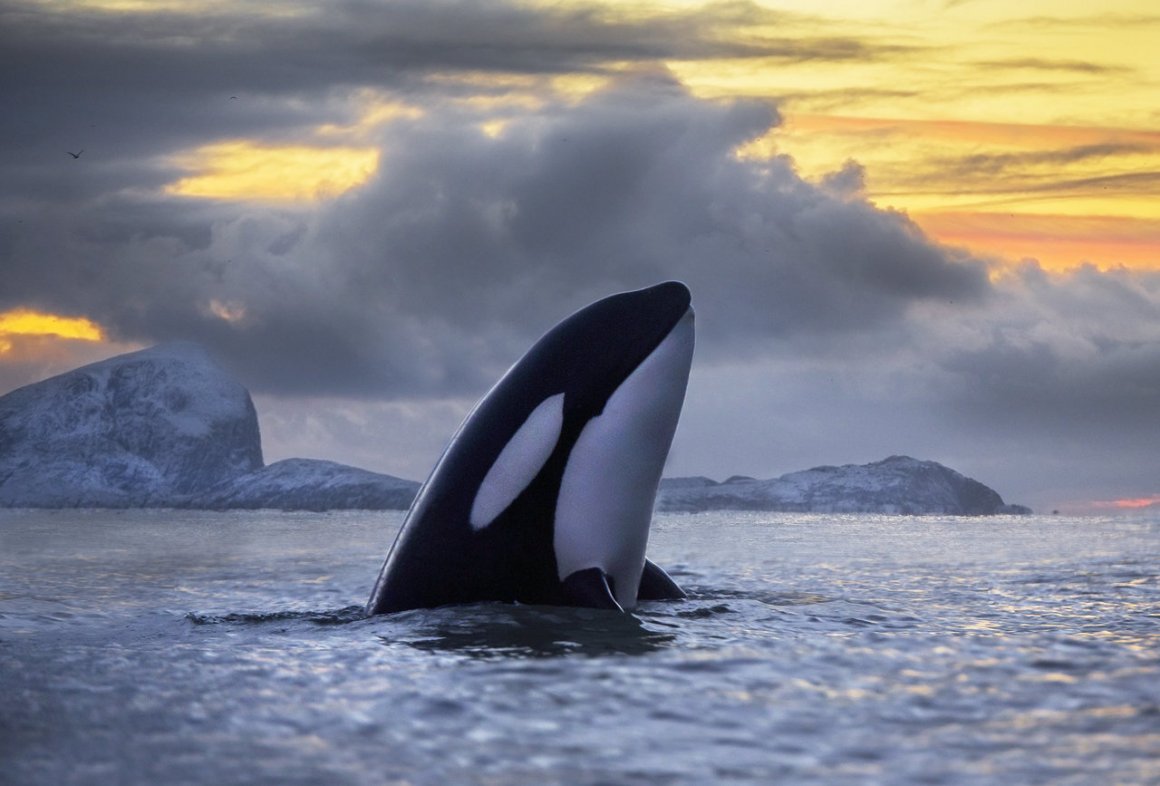 Северный Ледовитый океан Гренландский кит