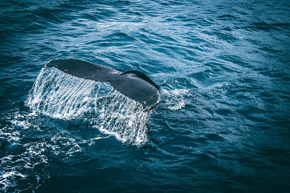 Хвост кита Териберка