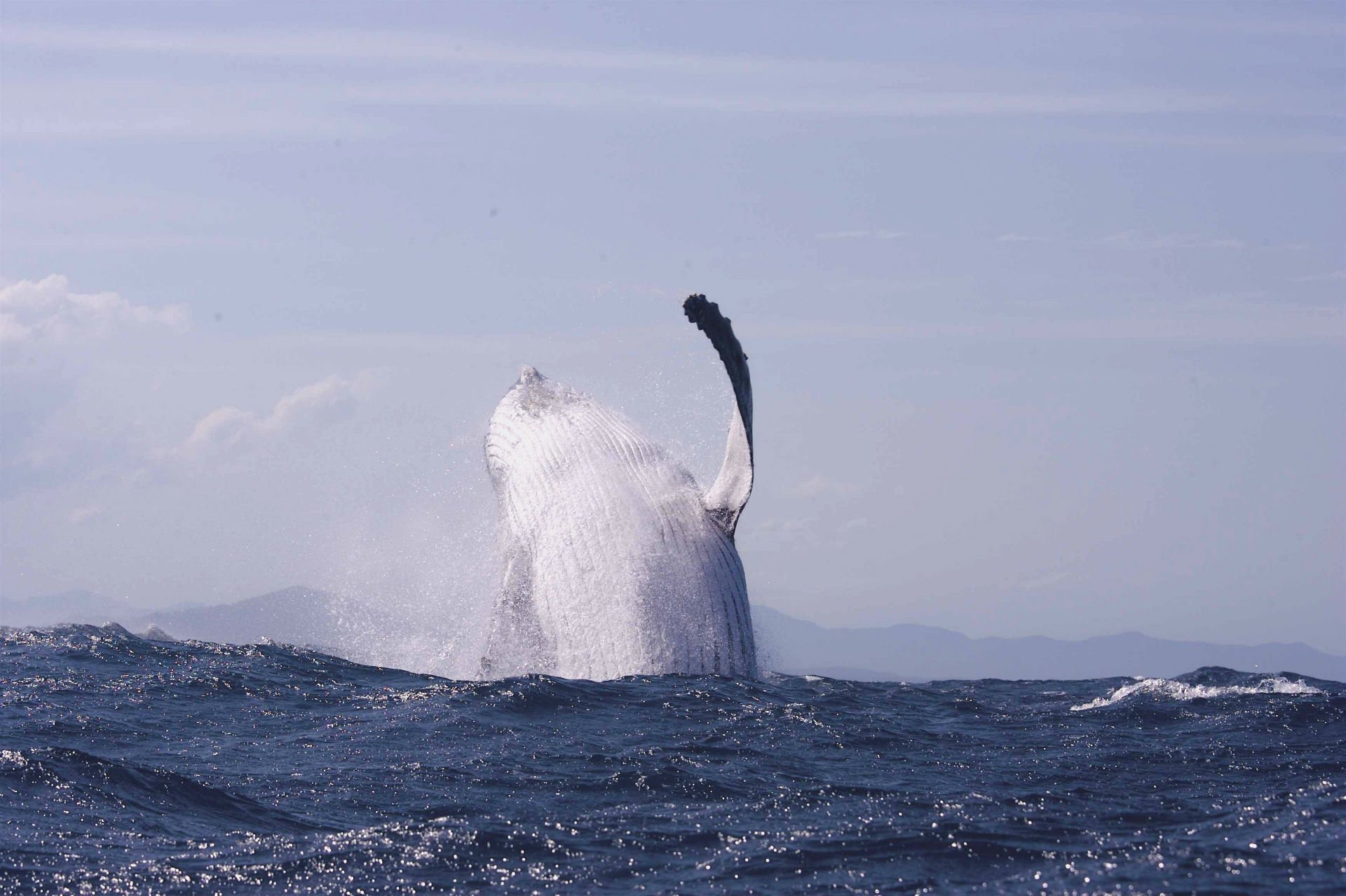 Горбатый кит китобои