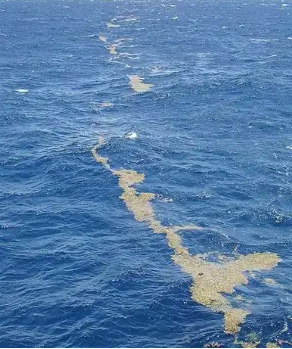 Какое название имеет море без берегов. Саргассово море Бермудский треугольник. Саргассово море моря. Саргассово море водоросли. Саргассово море в океане.