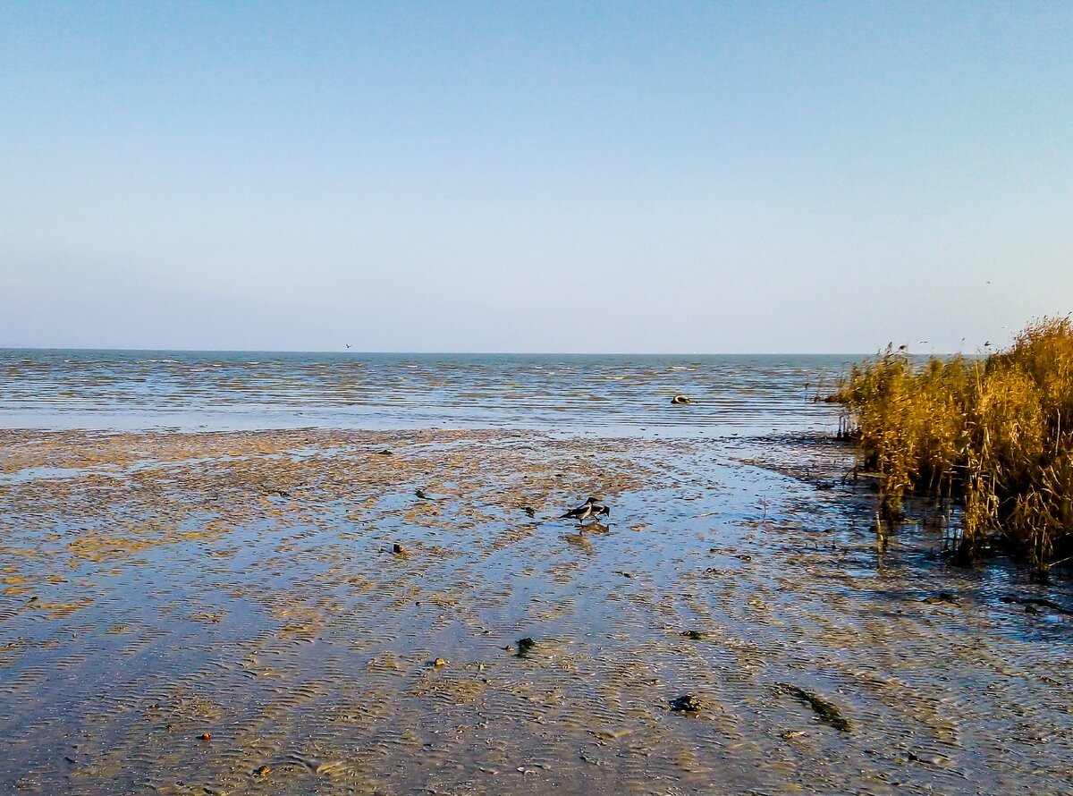 Азовское море в таганроге