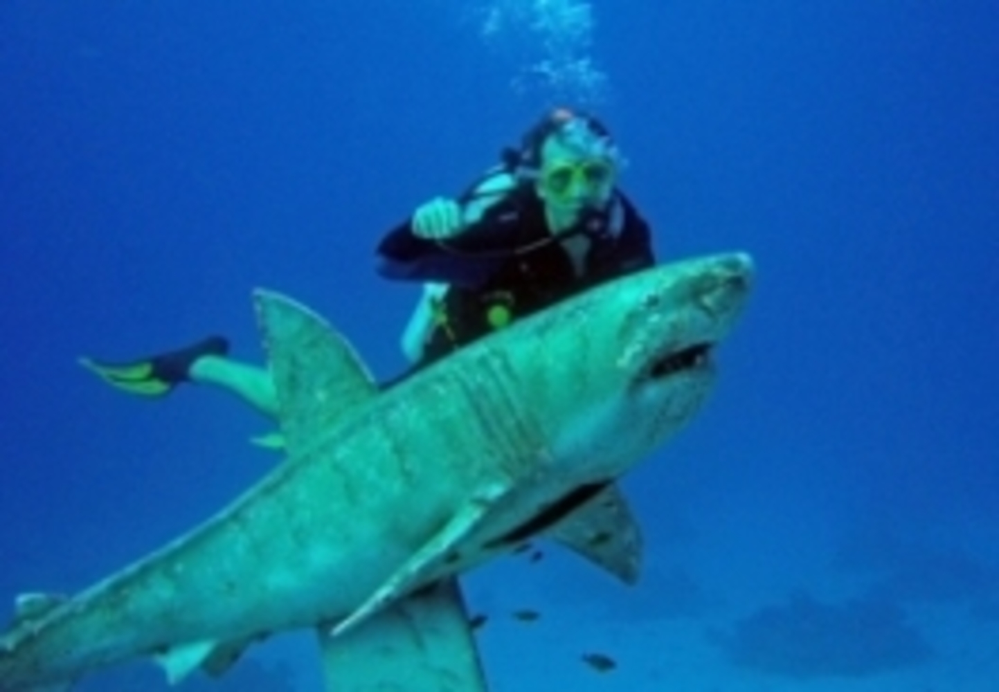 Египет красное море акулы
