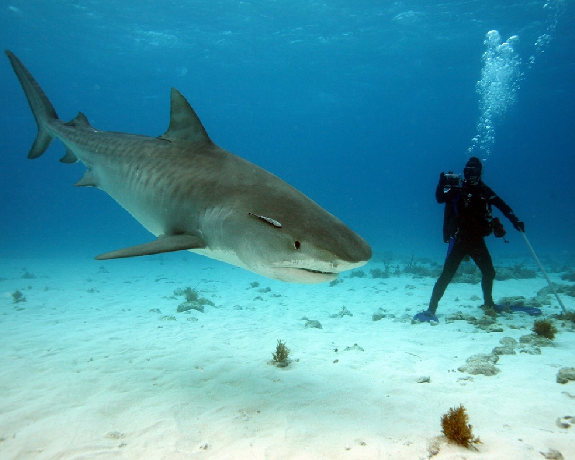 Фото акулы в египте