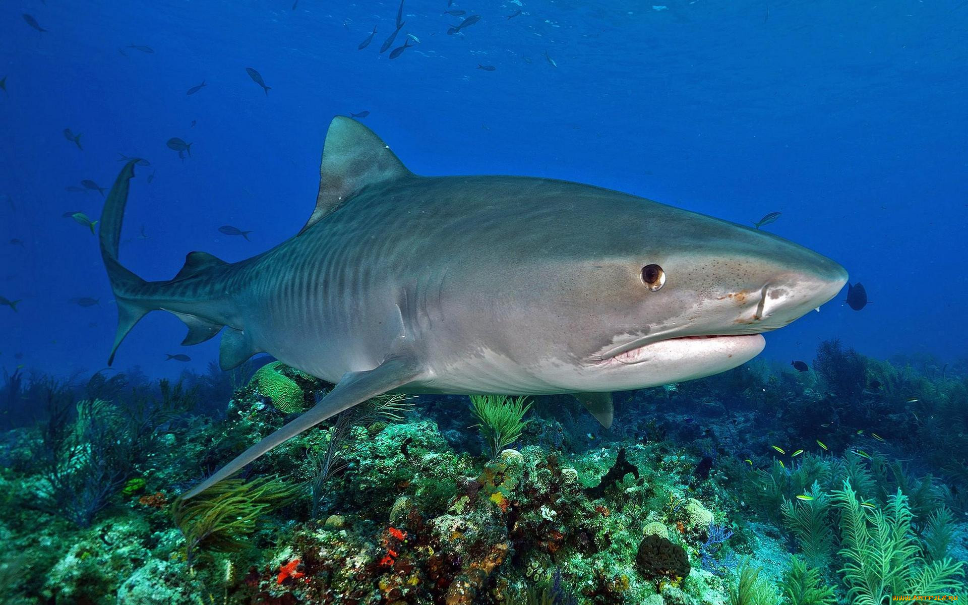 Обитатели моря акула