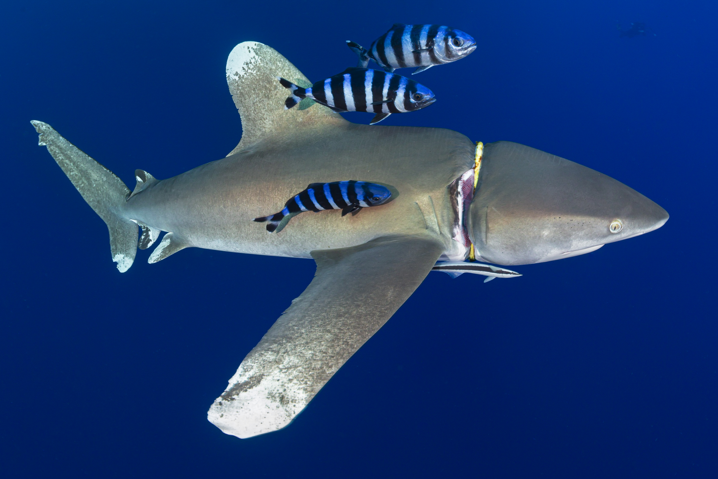 Океаническая длиннокрылая акула