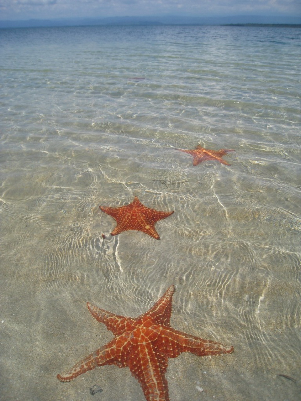 Какая звезда обитает в море