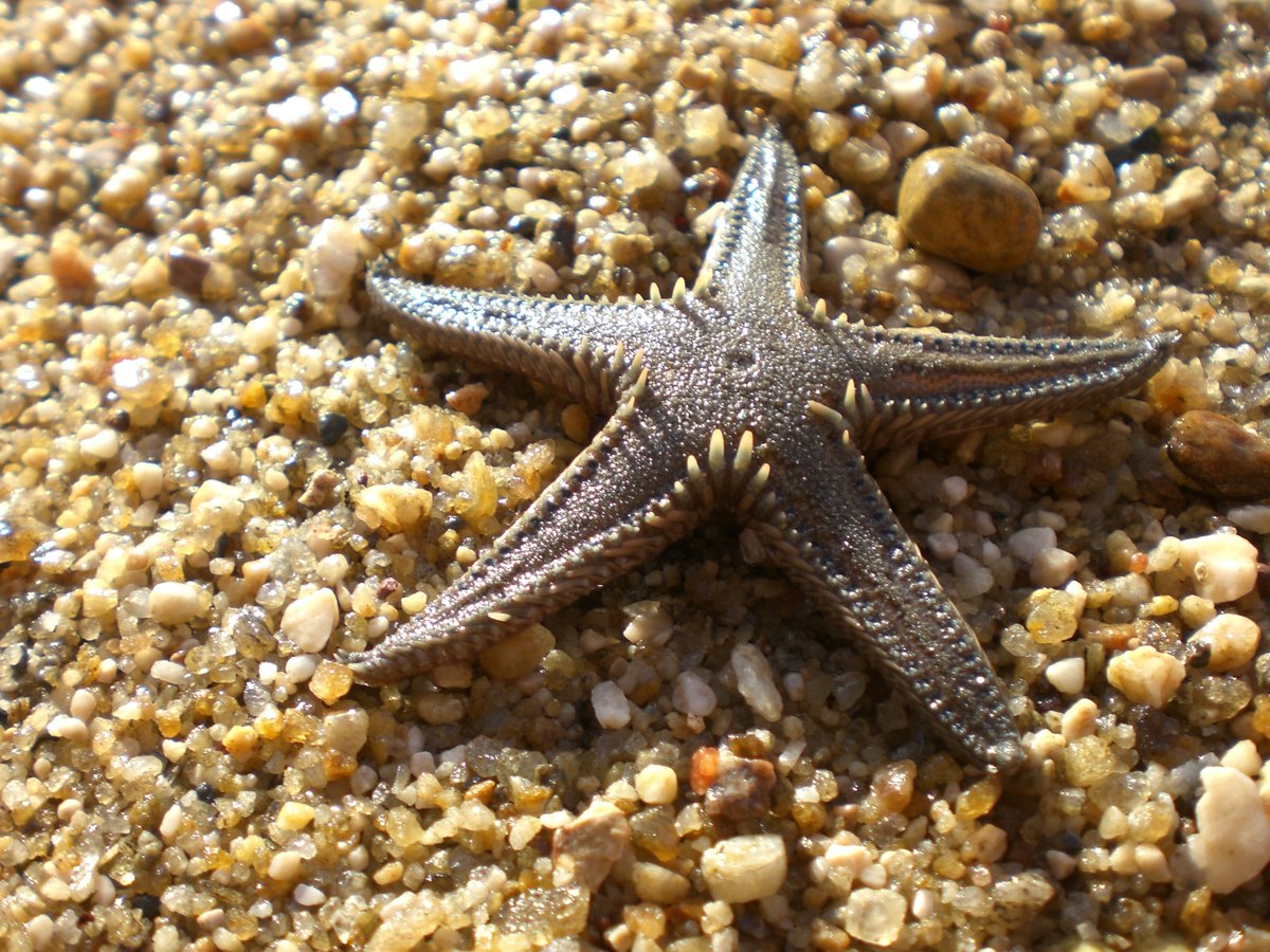 Морская звезда лежит. Морская звезда Midgardia Xandaros.. Шестиконечная морская звезда. Черноморская морская звезда. Морские звезды в черном море.
