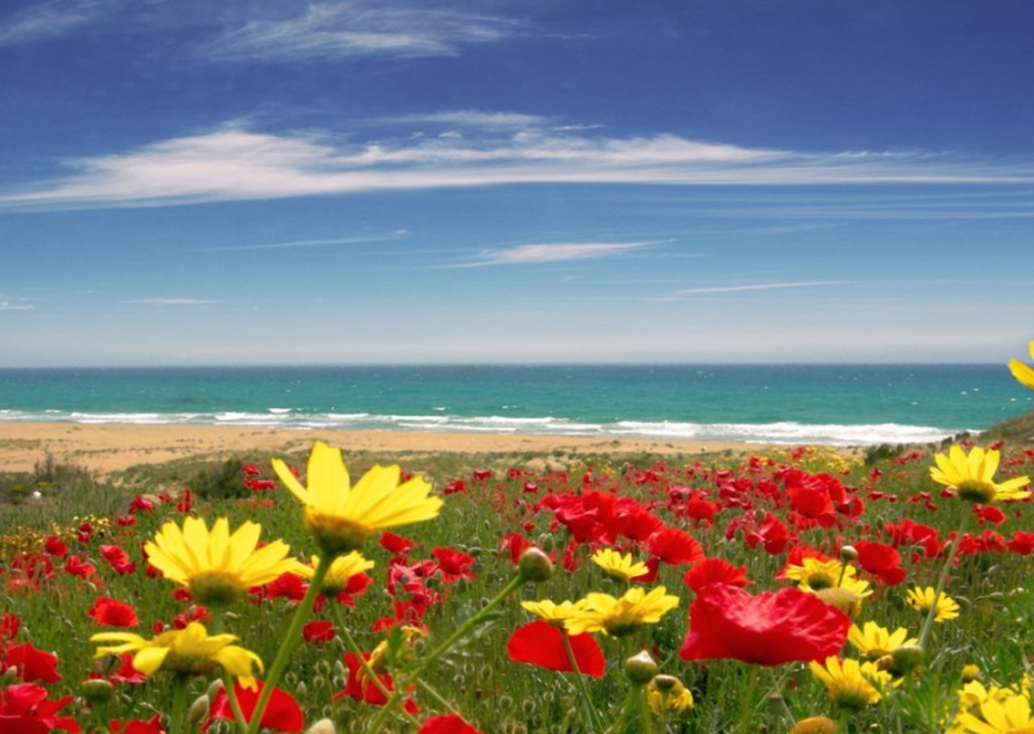 Море солнце и цветы фото