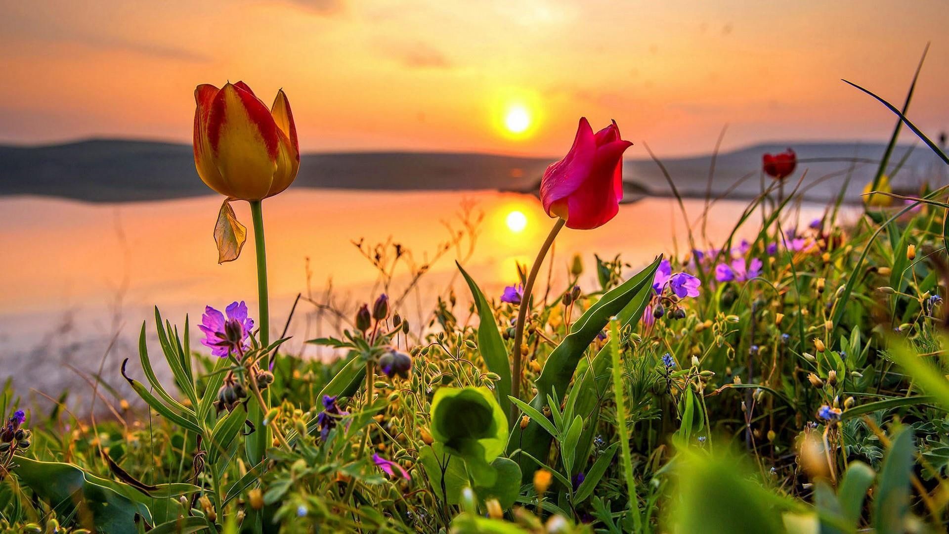 Крым тюльпаны Кояшского озера