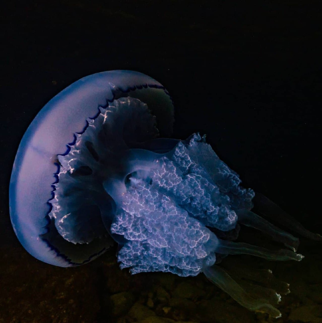 Корнерот в черном море фото