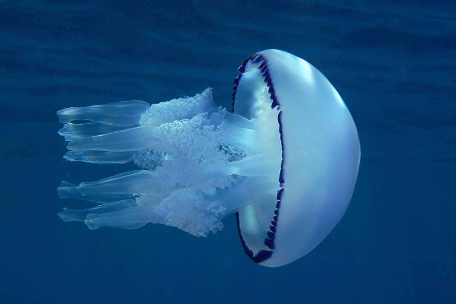 Медуза корнерот в черном море