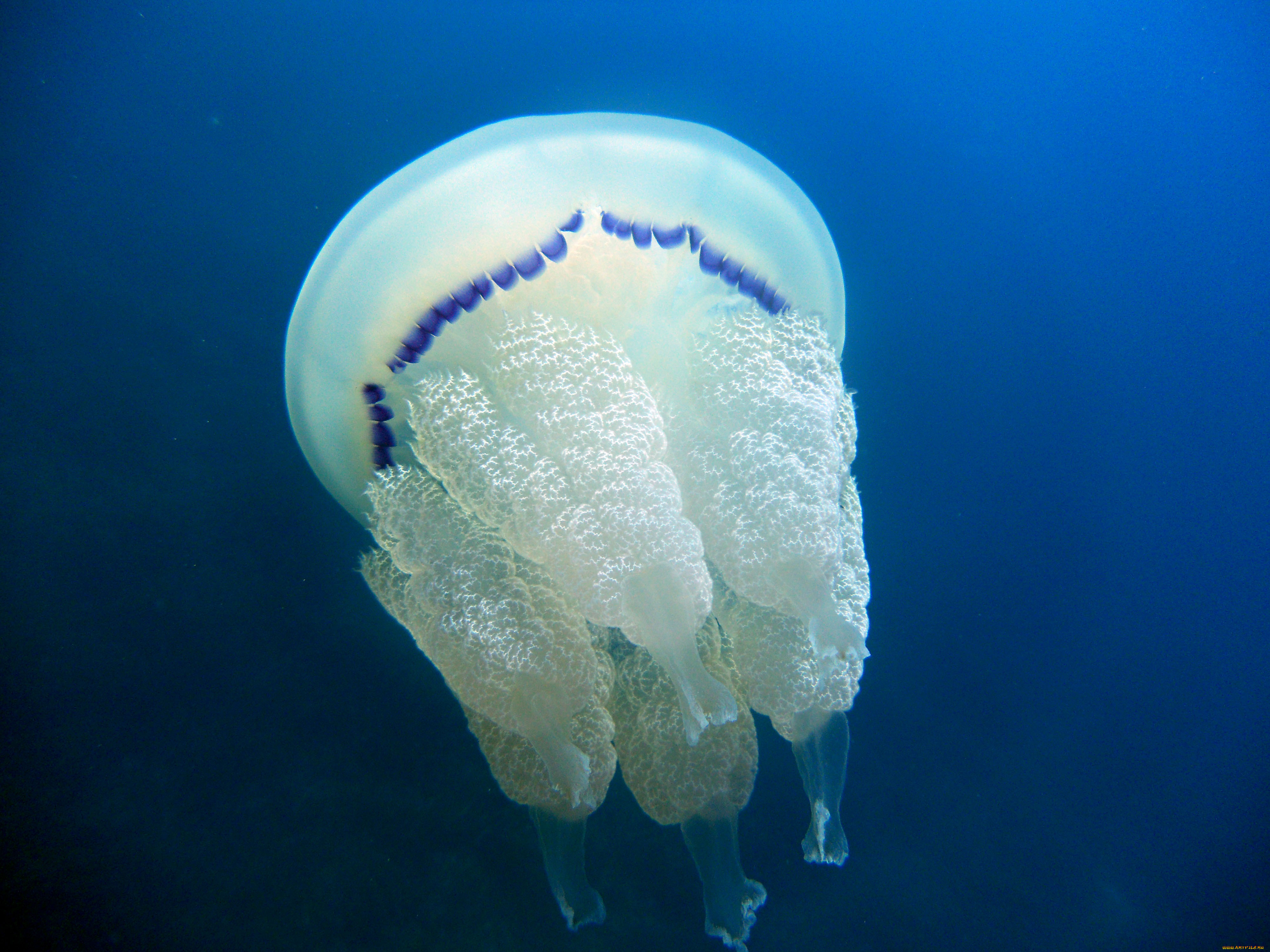 Корнерот медуза черного моря